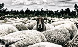 Symbolbild: „Autoritätsargument“; Photo von Ria, Veröffentlicht auf Pixabay