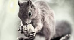 „Nut Picking“, Fotograf: Peter Trimming, Creative Commons Attribution 2.0 Generic license, Wikimedia Commons)